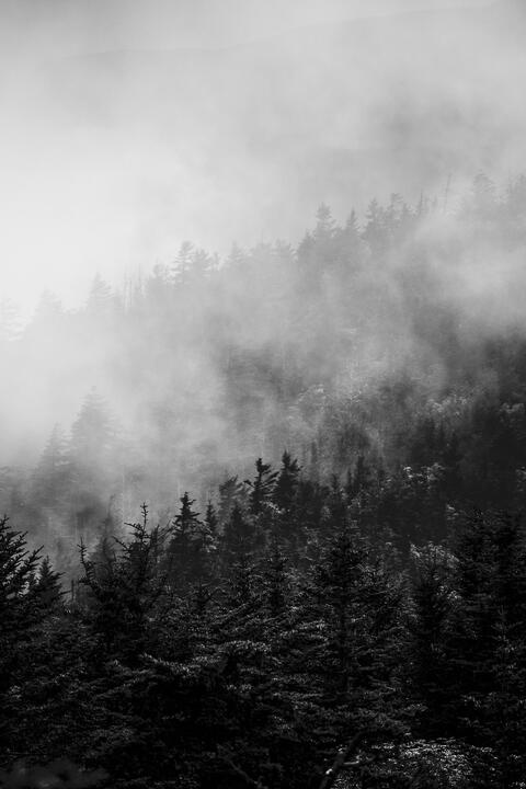 Great Smoky Mountains National Park, 2020